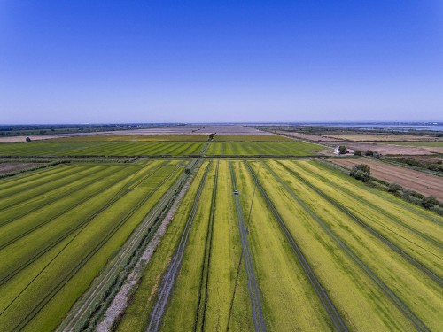 Photographie aérienne par drone d'une rizière camarguaise - Client : Comptoir Agricole du Languedoc | Philippe DUREUIL Photographie