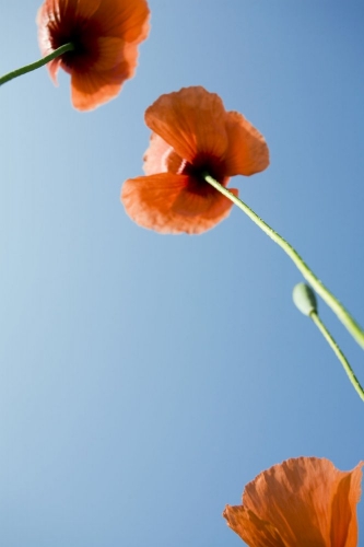 Nature et environnement - Coquelicots sur fond de ciel bleu. | Philippe DUREUIL Photographie