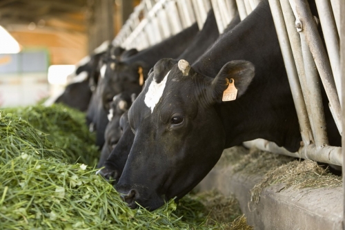 Reportage sur la production de lait bio réalisé en Bretagne pour le CNIEL | Philippe DUREUIL Photographie