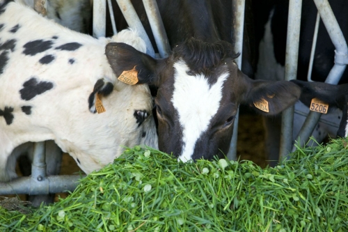 Production de lait bio - Photographie réalisée pour le CNIEL | Philippe DUREUIL Photographie