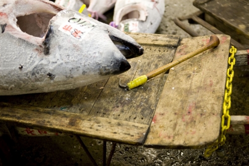 Thon rouge entier congelé au marché de Tsukiji au Japon | Philippe DUREUIL Photographie