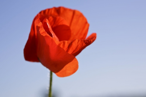 Coquelicot dans la nature. | Philippe DUREUIL Photographie