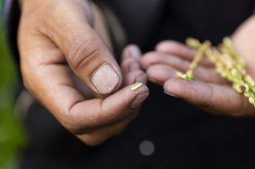 Évaluation de la maturité du riz avant la récolte. | Philippe DUREUIL Photographie