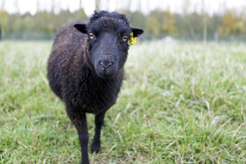 Photographie développement durable de reportage sur le thème de l'éco-pâturage réalisée sur commande pour Storengy. Mouton Ouessant sur le stockage de Cerville. | Philippe DUREUIL Photographie