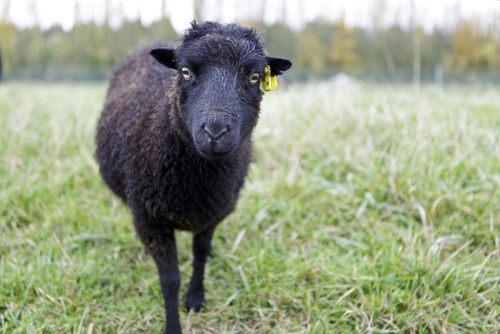 Photographie développement durable de reportage sur le thème de l'éco-pâturage réalisée sur commande pour Storengy. Mouton Ouessant sur le stockage de Cerville. | Philippe DUREUIL Photographie