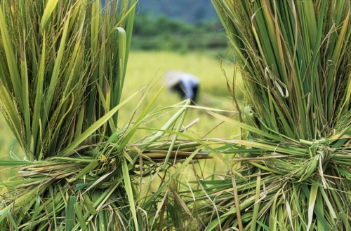 Récolte du riz au Vietnam | Philippe DUREUIL Photographie