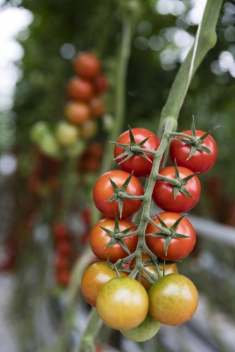Photo développement durable, reportage sur la culture de tomates bio. | Philippe DUREUIL Photographie