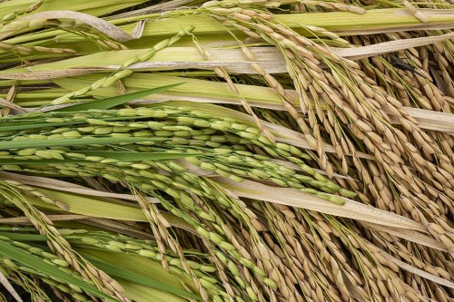 Riz fraîchement récolté, étape de séchage à l'air libre. | Philippe DUREUIL Photographie