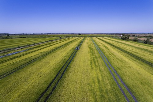 Riziculture - Rizière en Camargue | Philippe DUREUIL Photographie