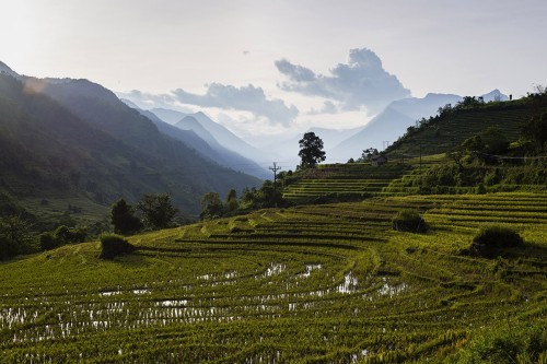 Rizières en terrasses après la récolte - Sapa, Vietnam. | Philippe DUREUIL Photographie