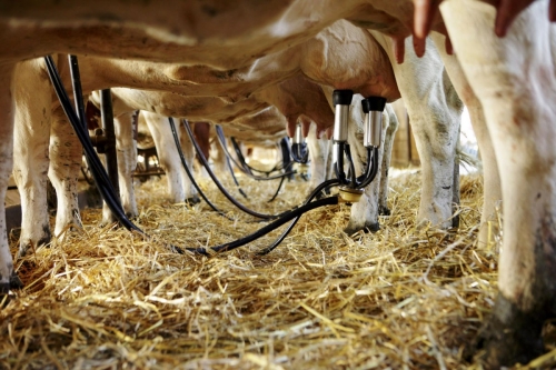 Traite des vaches à l'étable. Photographie réalisée pour le CNIEL (Centre National Interprofessionnel de l'Economie Laitière) à l'occasion des Journées du Patrimoine. | Philippe DUREUIL Photographie