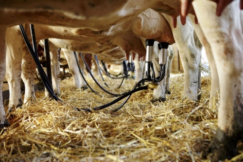 Traite des vaches à l'étable. Photographie réalisée pour le CNIEL (Centre National Interprofessionnel de l'Economie Laitière) à l'occasion des Journées du Patrimoine | Philippe DUREUIL Photographie