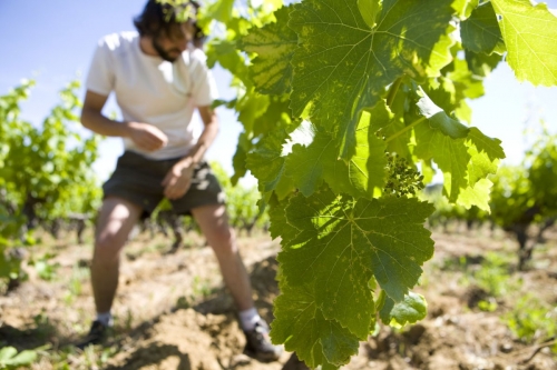 Viticulteur au travail dans ses vignes. | Philippe DUREUIL Photographie