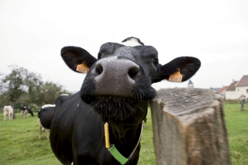 Vache | Philippe DUREUIL Photographie