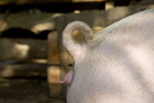 Queue de cochon | Philippe DUREUIL Photographie