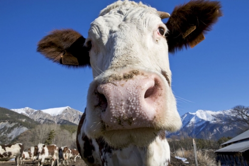 Vache en contre-plongée | Philippe DUREUIL Photographie