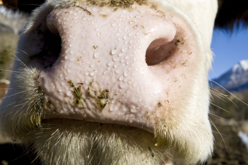 Museau de vache en gros plan | Philippe DUREUIL Photographie