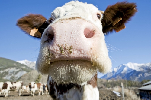 Tête de vache en contre plongée | Philippe DUREUIL Photographie