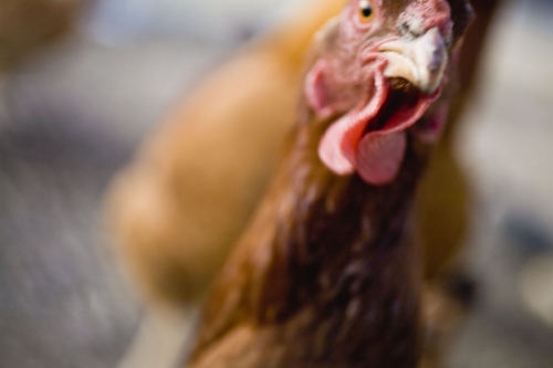 Portrait d'une poule | Philippe DUREUIL Photographie