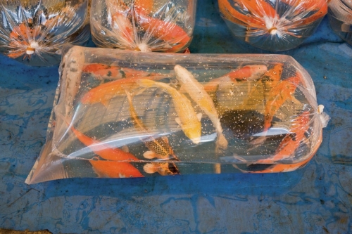 Poissons rouges dans un gros sac en plastique | Philippe DUREUIL Photographie