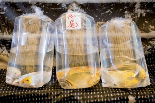 Poissons rouges dans 3 gros sacs en plastique | Philippe DUREUIL Photographie