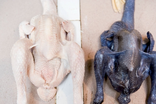 Poulet blanc et poulet noir | Philippe DUREUIL Photographie