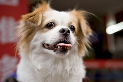 Portrait d'un chien qui tire la langue | Philippe DUREUIL Photographie