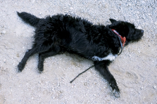 Chien à 3 pattes | Philippe DUREUIL Photographie