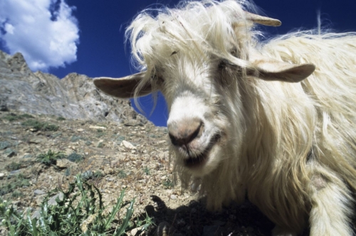 Yak dans la montagne | Philippe DUREUIL Photographie