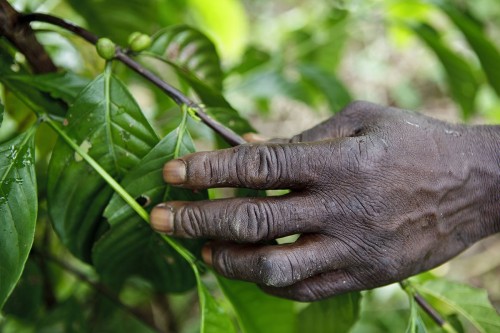 Main d'un planteur de café au travail qui tient la branche d'un caféier. Reportage photo sur la culture du café en Côte d'Ivoire réalisé pour Nescafé®. | Philippe DUREUIL Photographie