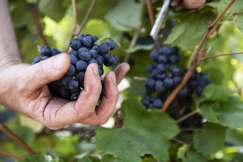 Photographie de mains au travail pendant les vendanges. Reportage photo réalisé pour les Champagnes Courtois à Crouttes-sur-Marne | Philippe DUREUIL Photographie