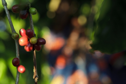 Cerises de café sur la branche d'un caféier en Côte d’Ivoire. Reportage photographique commandé par Nescafé®. | Philippe DUREUIL Photographie