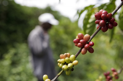 Cueillette manuelle des cerises de café en Côte d’Ivoire. | Philippe DUREUIL Photographie