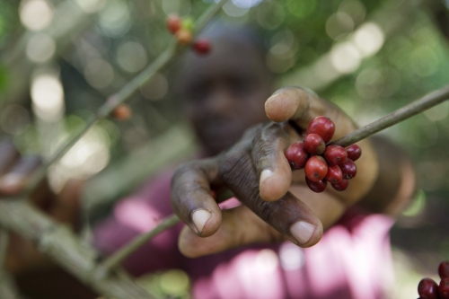 Récolte de café | Philippe DUREUIL Photographie