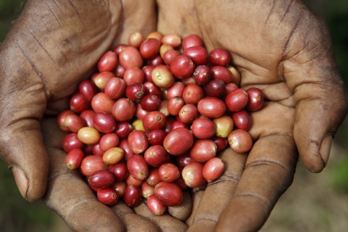 Cerises de café fraîchement cueillies, brillants au soleil dans les paumes d'un planteur | Philippe DUREUIL Photographie