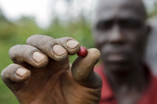 Planteur montrant une cerise de café bien mûre | Philippe DUREUIL Photographie