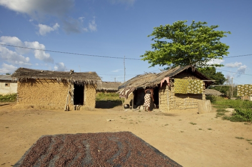 Photo de cerises de café séchant au soleil dans un village de brousse. Reportage photographique sur le café en Côte d’Ivoire commandé par la marque Nescafé® de Nestlé®. | Philippe DUREUIL Photographie