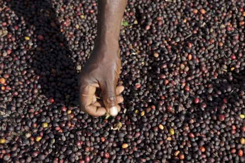 Cerises de café séchants au soleil. | Philippe DUREUIL Photographie