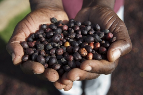 Poignée de cerises de café séches | Philippe DUREUIL Photographie