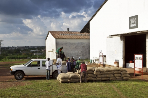 Livraison de sacs de café vert dans un centre d'achat de café vert en Côte d'Ivoire | Philippe DUREUIL Photographie