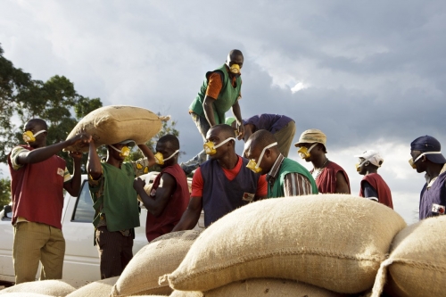 Déchargement de sacs de café | Philippe DUREUIL Photographie