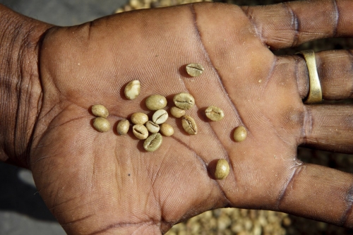 Grains de café vert dans la paume d'une main, photo d'illustration réalisée pour Nescafé® en Côte d'Ivoire. | Philippe DUREUIL Photographie