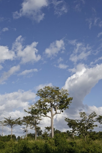 Paysage de brousse. Photo de reportage réalisée pour Nescafé® en Côte d'Ivoire. | Philippe DUREUIL Photographie