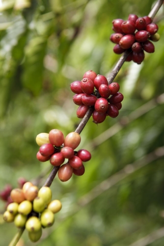 Cerises de café mûres sur la brance d'un caféier. Photo de reportage réalisée pour Nescafé® en Côte d'Ivoire. | Philippe DUREUIL Photographie