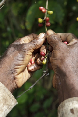 Photographie illustrant la cueillette manuelle du café. Photo de reportage réalisée pour Nescafé® en Côte d'Ivoire. | Philippe DUREUIL Photographie