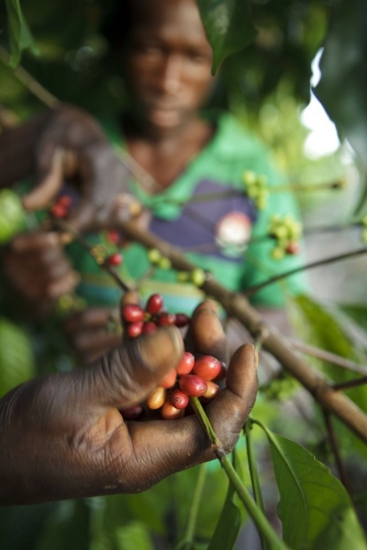 Reportage photographique sur la cueillette du café réalisé pour Nescafé® en Côte d'Ivoire. | Philippe DUREUIL Photographie