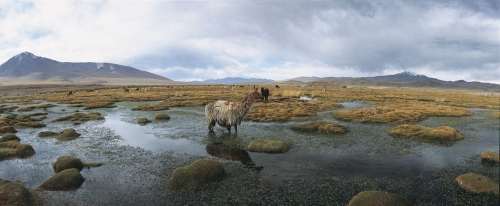 Photographie panoramique de paysage réalisée sur l'Altiplano en Bolivie. | Philippe DUREUIL Photographie