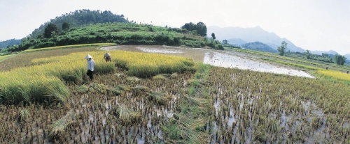 Photographie panoramique d'une rizière située au Viêt Nam | Philippe DUREUIL Photographie