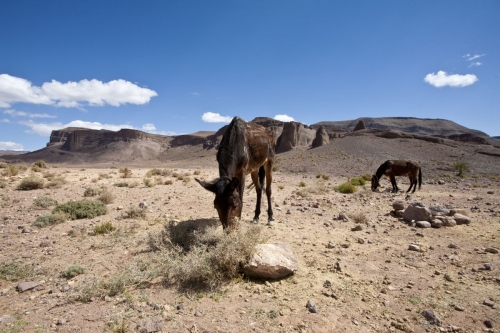 Reportage photo réalisé dans le désert du Sagho au Maroc | Philippe DUREUIL Photographie