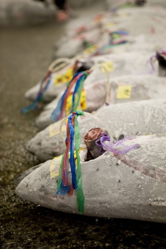 Thons congelés sur le sol au marché aux poissons de Tsukiji à Tokyo Japon | Philippe DUREUIL Photographie